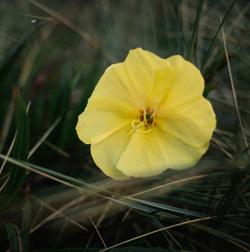 SARI EZAN ÇİÇEK YETİŞTİRME SETİ (Oenothera Lamarekiana)...SINIRLI SAYIDA HEMEN AL...