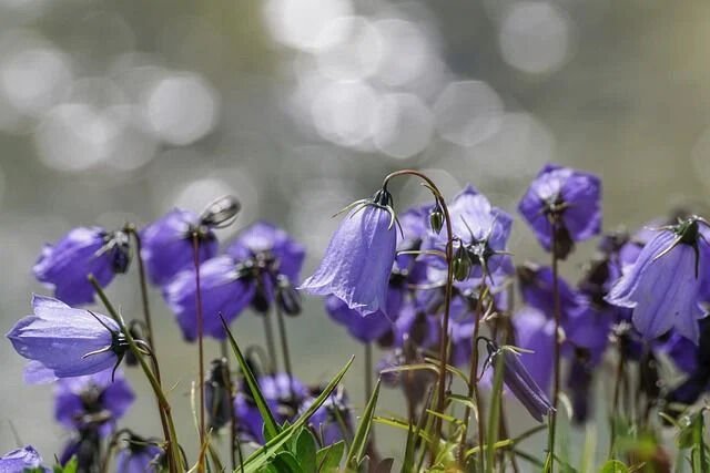 MOR ÇAN ÇİÇEK TOHUMU (Campanula)...SINIRLI SAYIDA HEMEN AL...