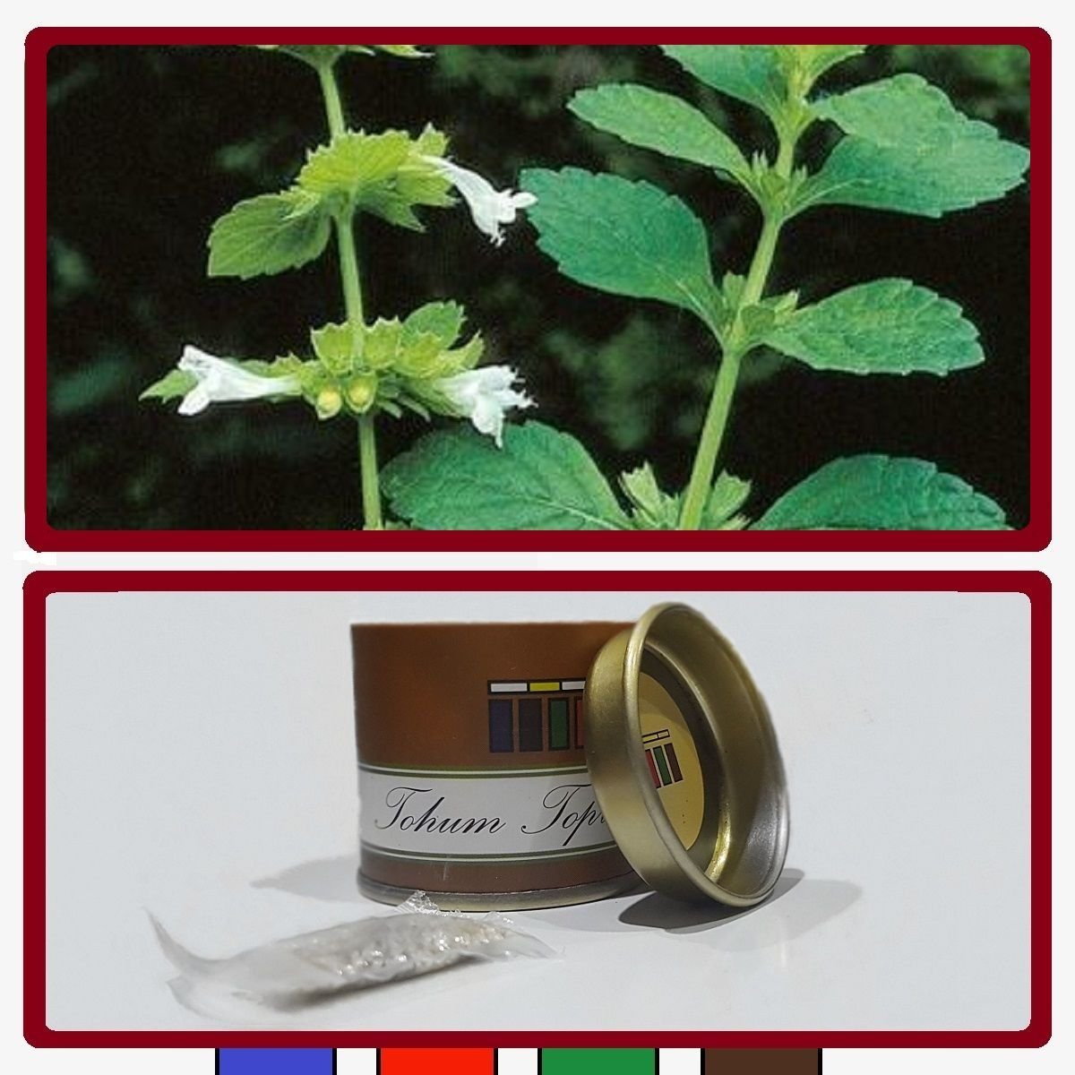 LİMON OTU ÇİÇEK TOHUMU (Melissa Officinalis)...SINIRLI SAYIDA HEMEN AL...