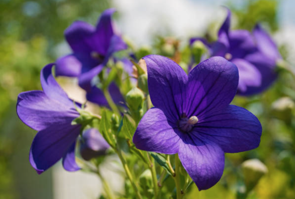 KARPAT ÇAN ÇİÇEK TOHUMU (Campanula Carpatica)...SINIRLI SAYIDA HEMEN AL...