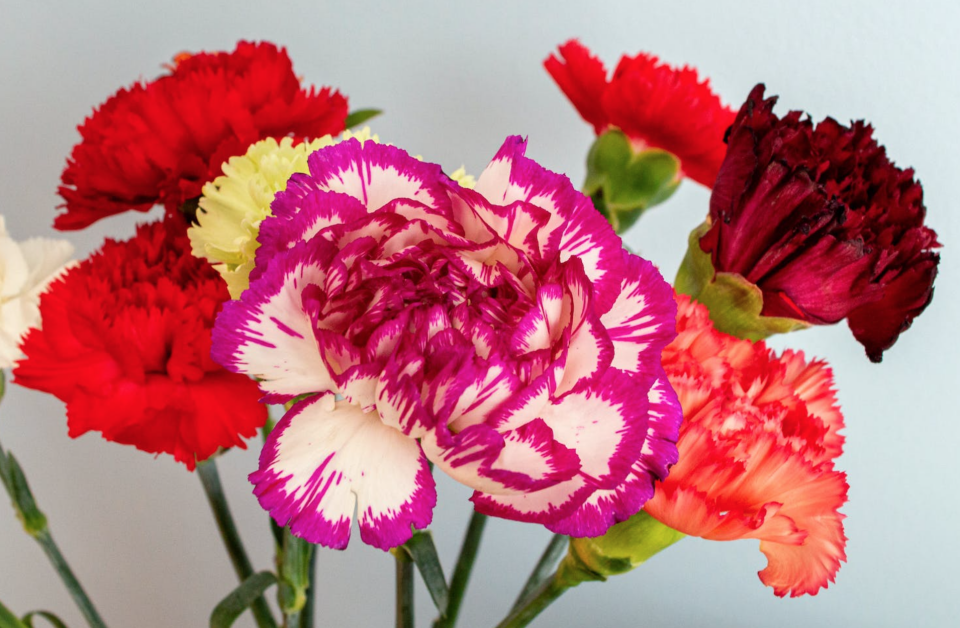 LEKELİ KARANFİL ÇİÇEK TOHUMU (Dianthus Caryophyllus)...SINIRLI SAYIDA HEMEN AL...