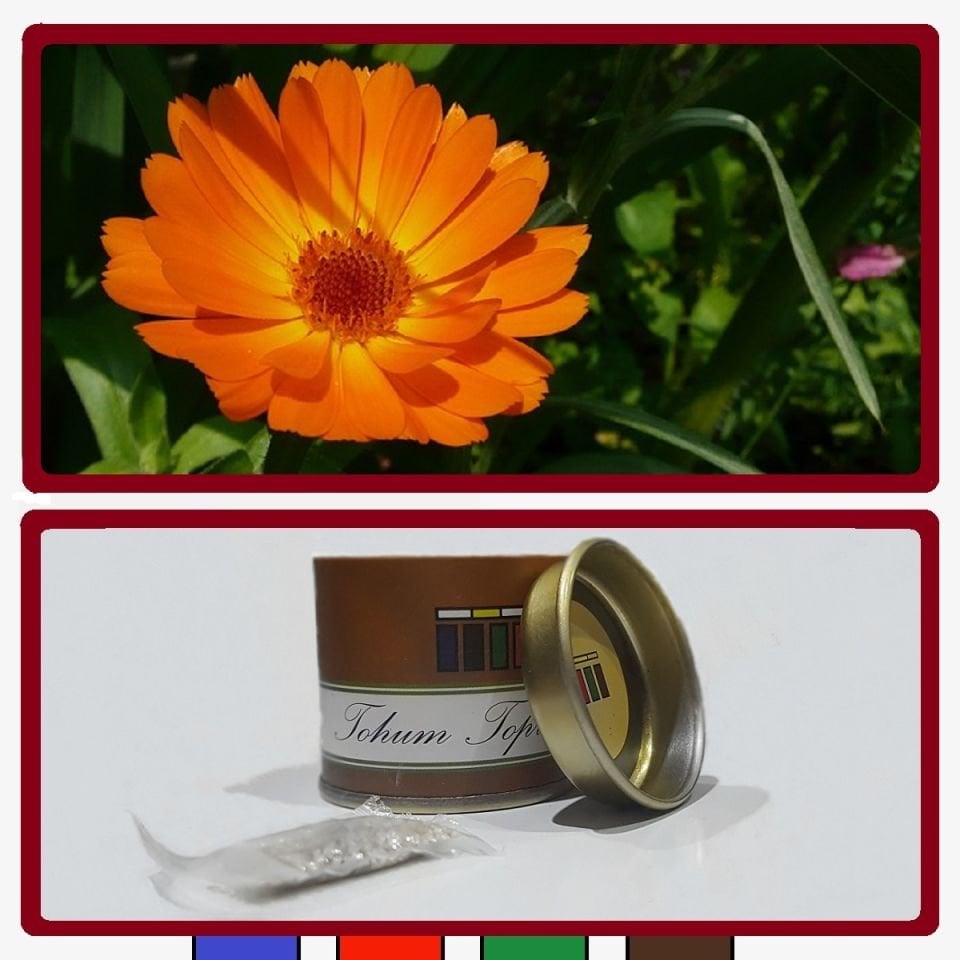 AYNI SAFA ÇİÇEK TOHUMU (Calendula Officinalis)...SINIRLI SAYIDA HEMEN AL...