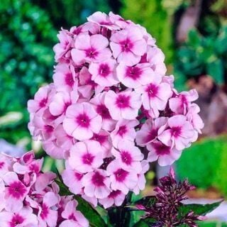 FLOKS ÇİÇEK TOHUMU (Phlox Paniculata)...SINIRLI SAYIDA HEMEN AL...