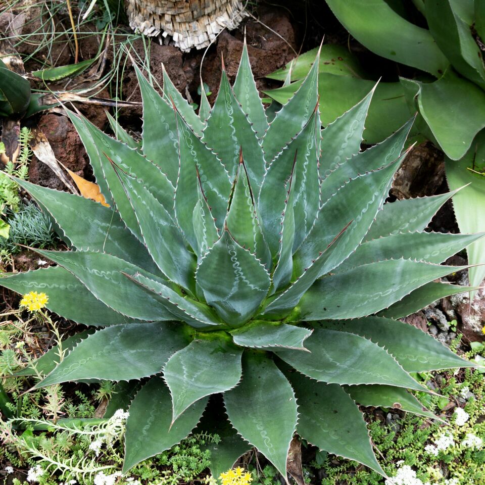 SABIR KAKTÜS TOHUMU  (Agave Montana)...SINIRLI SAYIDA HEMEN AL...