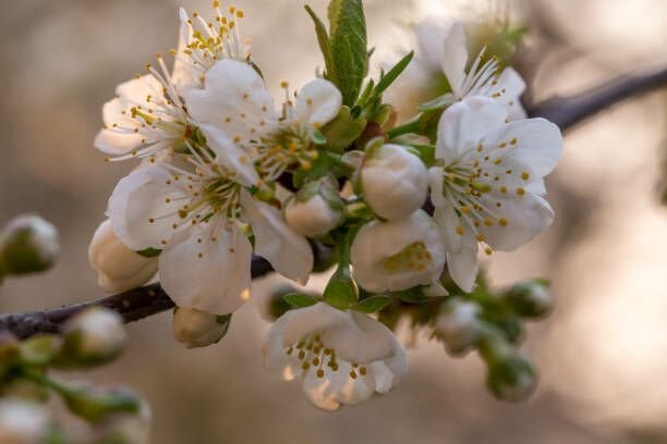 MAHLEP AĞAÇ TOHUMU Prunus mahaleb...SINIRLI SAYIDA HEMEN AL...