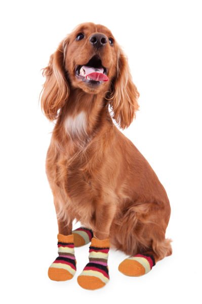 Karlie Köpek Çorabı M 2'li