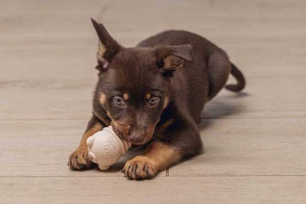 Beeztees  Yavru Köpek Sumo Mını Dental Oyuncak Xs