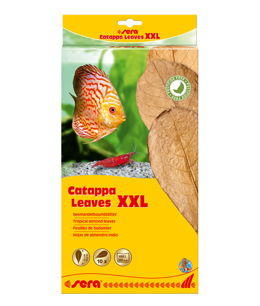 Sera Catappa Yaprağı XXL 32 cm (10 Adet)