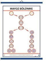 Mayoz Bölünme Levhası