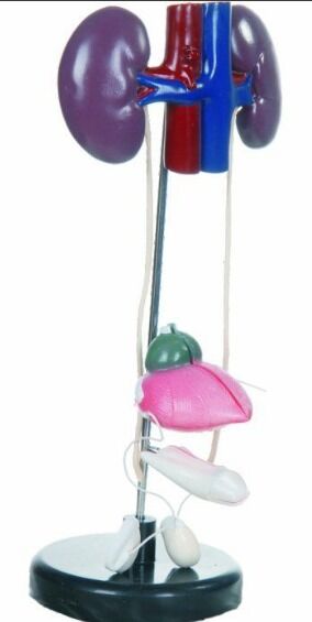 Boşaltım Sistemi Modeli