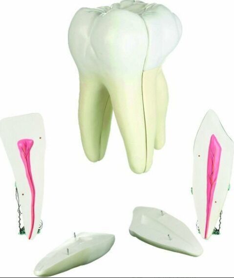 Diş Modelleri 3'lü Set