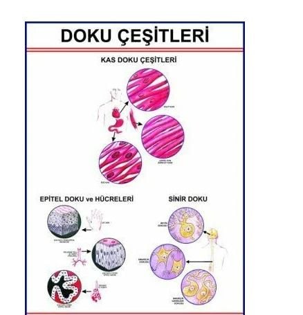 Doku Çeşitleri Levhası