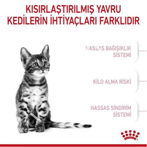 Royal Canin Kitten Sterilised Kısırlaştırılmış Yavru Kedi Maması 2 kg