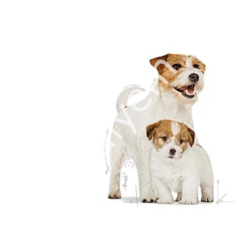 Royal Canin Mini Starter Mother&Babydog Yavru Köpek Maması 4kg