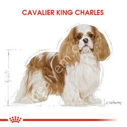 Royal Canin Cavalier King Charles 27 Yetişkin Köpek Maması 1,5 kg