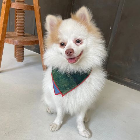 Party Bandana