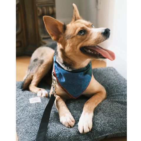 Party Bandana
