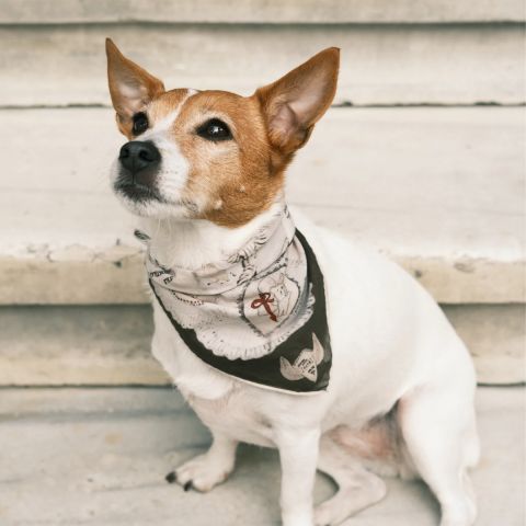 Ruff Bandana