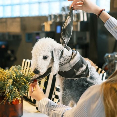 Ruff Bandana