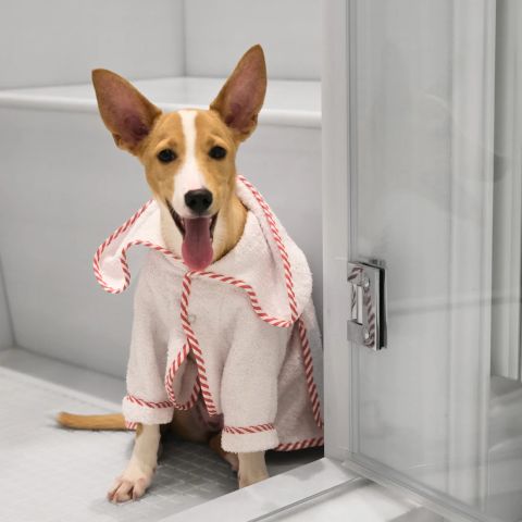 Par Avion Dog Bathrobe