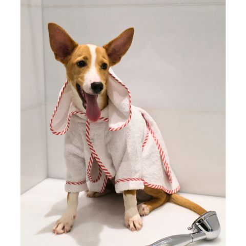 Par Avion Dog Bathrobe