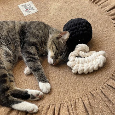 Toque Kedi Köpek Yatağı