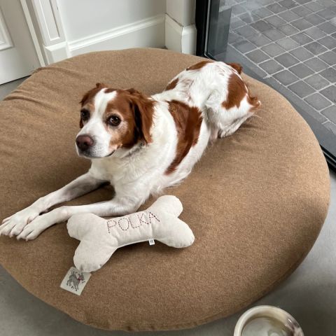 Budu Kedi Köpek Yatağı
