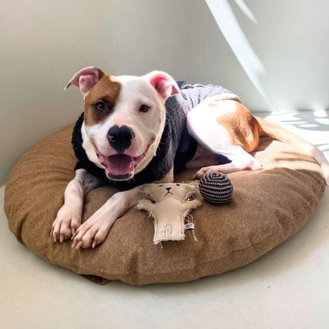 Budu Kedi Köpek Yatağı