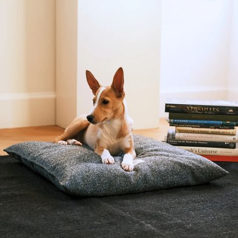 Akide Kedi Köpek Yatağı