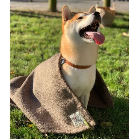 Sandy Kedi Köpek Battaniyesi