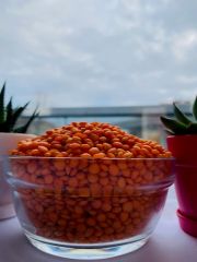 Kırmızı Mercimek 1 Kg