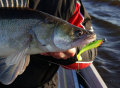 Fox Rage Zander Pro Shad 12 cm Silikon Yem