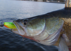 Fox Rage Zander Pro Shad 12 cm Silikon Yem