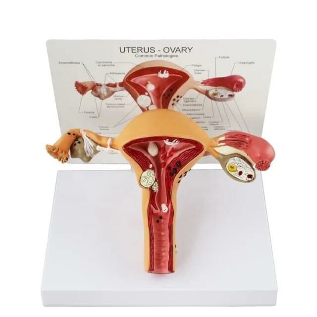 Uterus Pelvik Taban Maketi Model 41