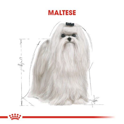 Royal Canin Maltese Terrier Yetişkin Köpek Maması 1,5kg