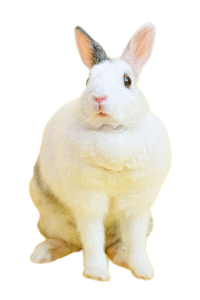 Kemirgenler