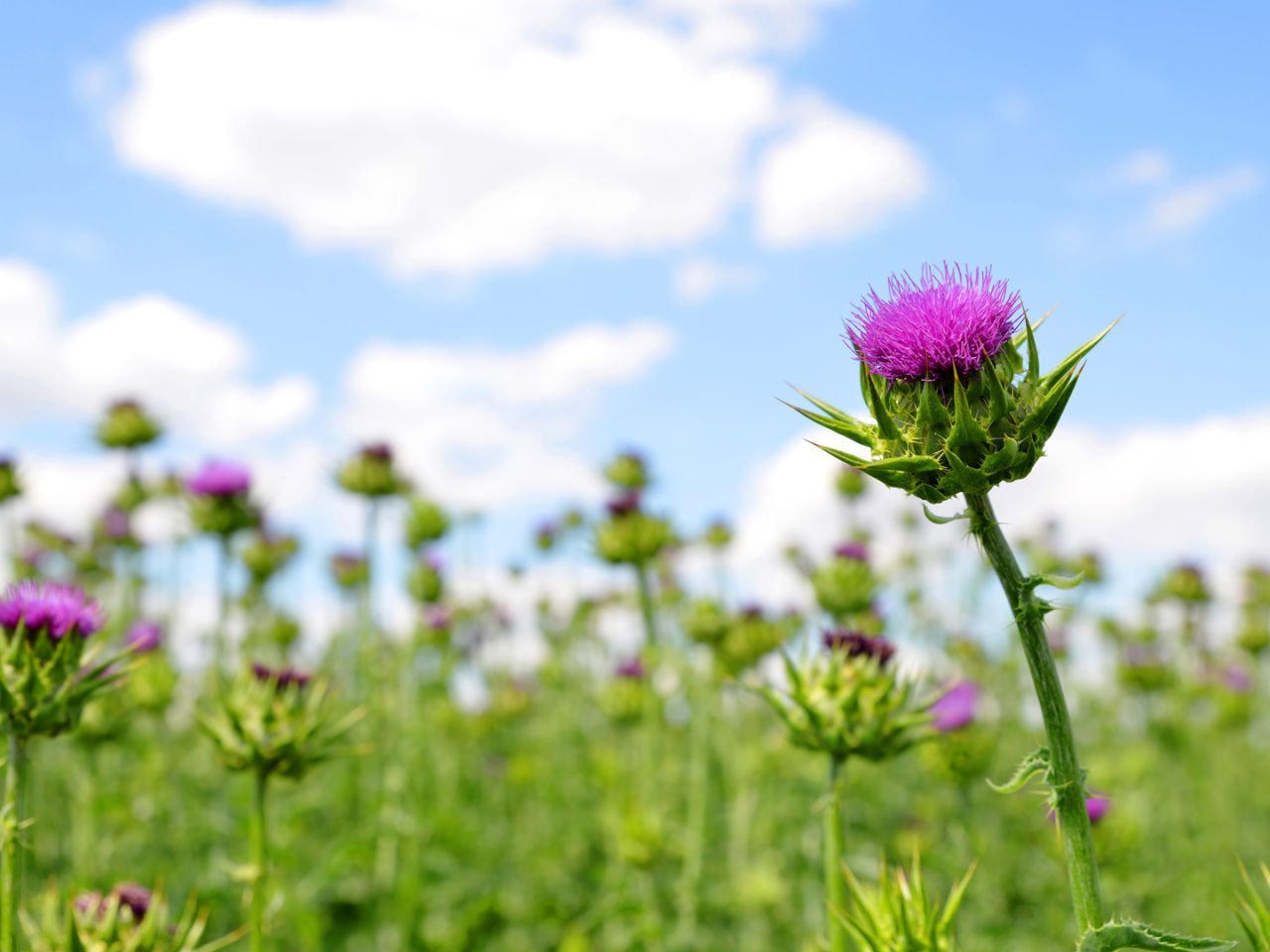 Milk Thistle Nedir ve Faydaları Nelerdir?