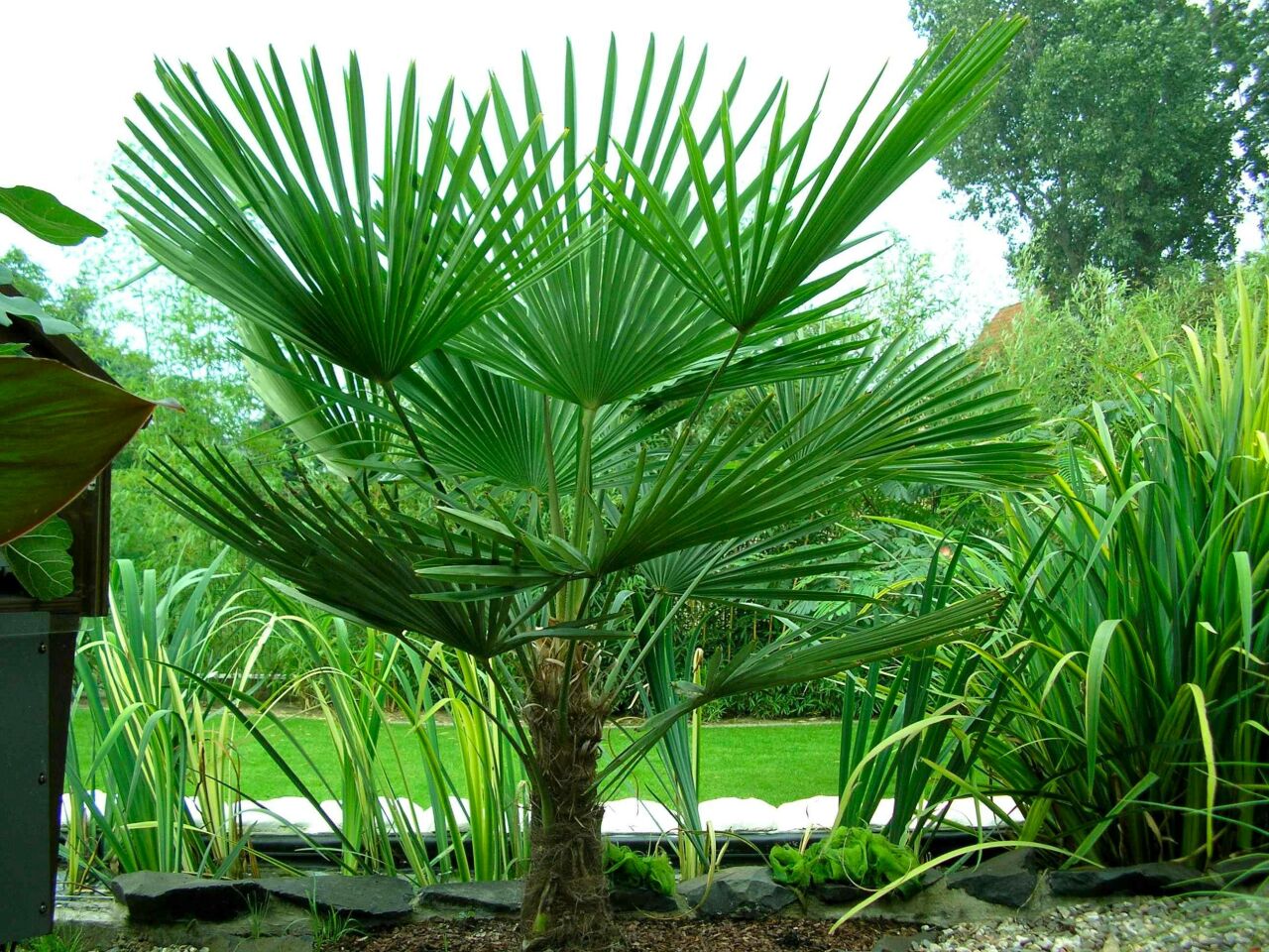 Saw Palmetto Nedir ve Faydaları Nelerdir?