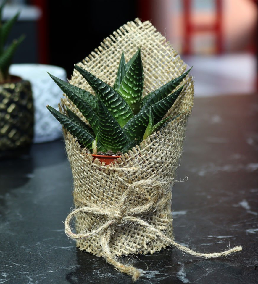 Bambu 500 ML Çelik Termos & Ham Bez Çanta & Gümüş Renk Detaylı Yeşil Tükenmez Kalem & Canlı Sukulent Çiçek & Siyah Mat Kupa Hediye Seti