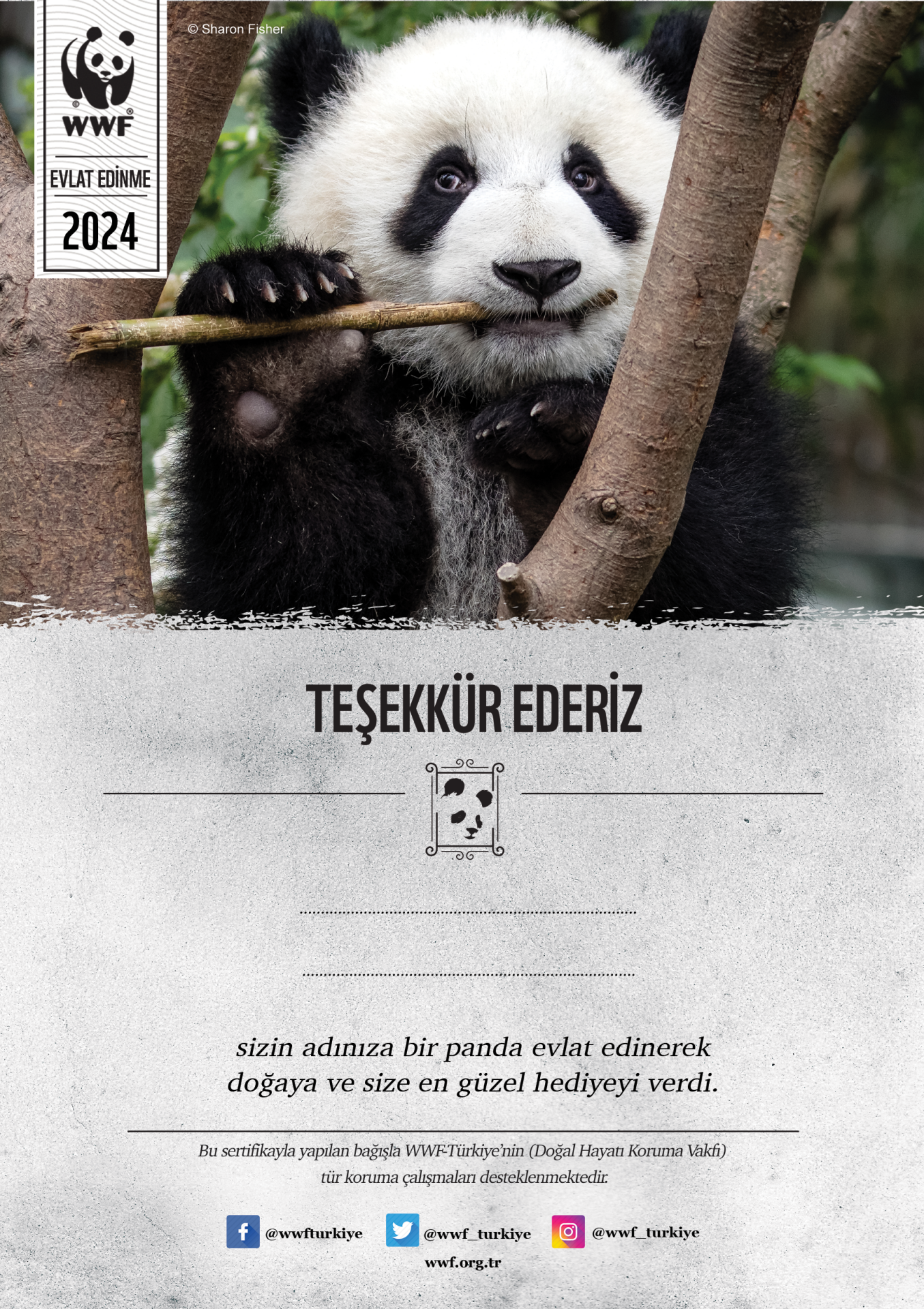 Panda Basılı Sertifika