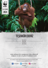 Orangutan Basılı Sertifika