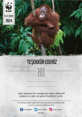 Orangutan E-Sertifika