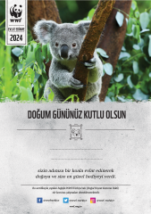 Koala Basılı Sertifika