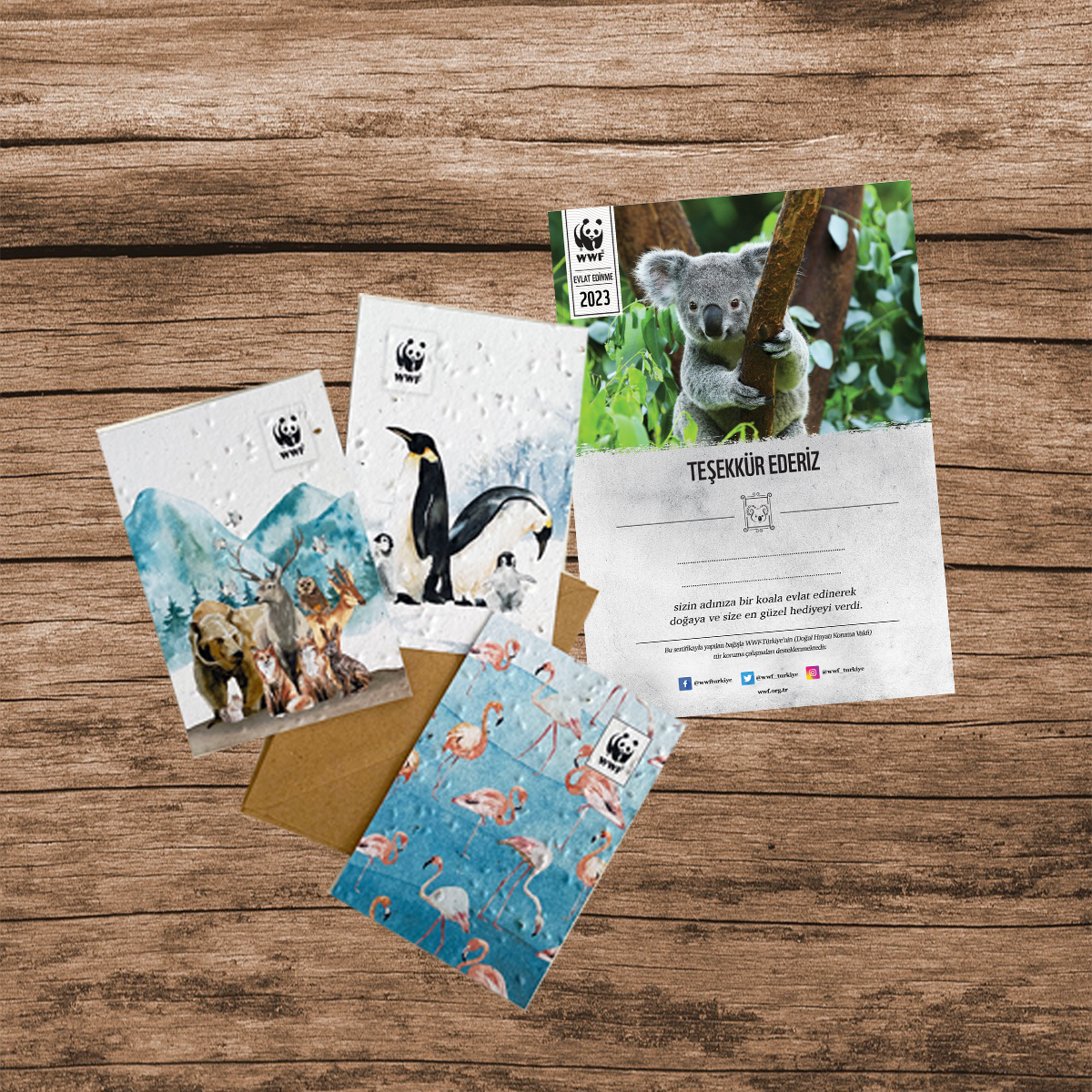 Koala Sertifika & Tohumlu Kartpostal Set