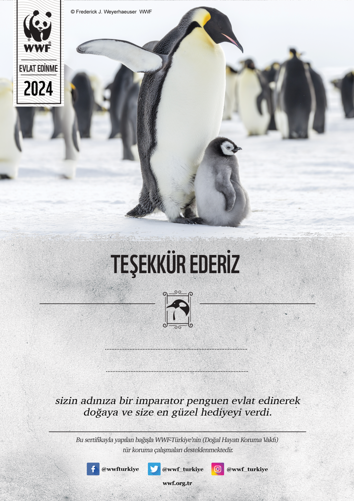 İmparator Penguen Basılı Sertifika