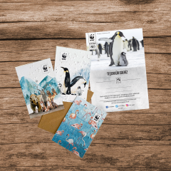 Penguen Sertifika & Tohumlu Kartpostal Set