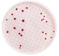 Millipore MB000000E m-Endo Total coliform Broth (Dehidre)  Ambalaj Miktarı: 110 Gr.