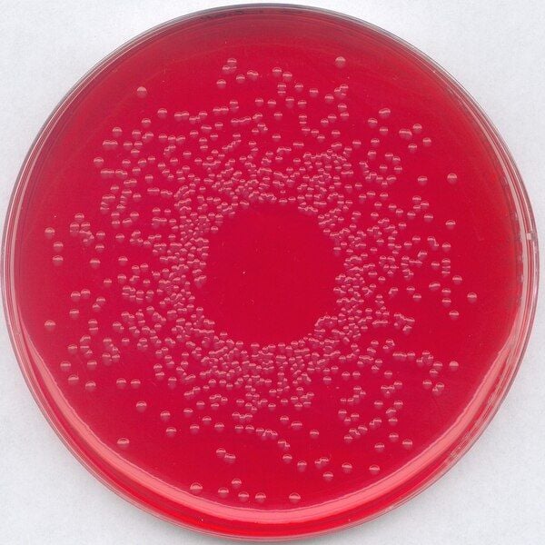 Merck 110747.0500 Bpls Agar Modified Brilliant-Green Phenol-Red Lactose Sucrose Agar Modified, For Microbiology (Ambalaj Miktarı : 500 gr)