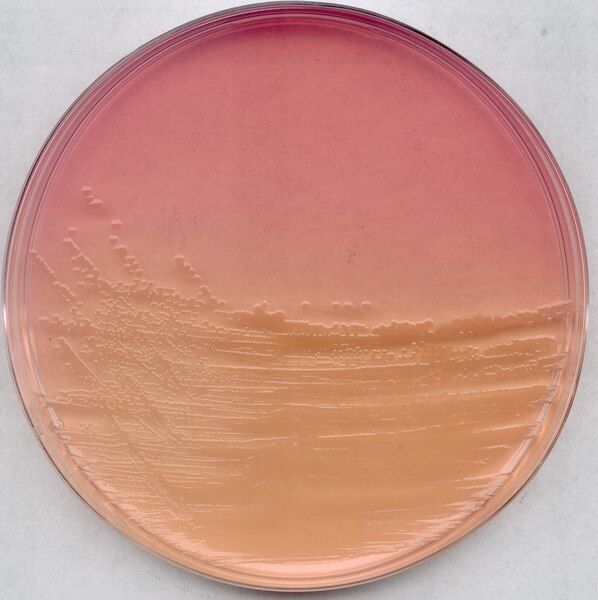 Merck 104044.0500 Endo Agar For Microbiology (Ambalaj Miktarı : 500gr)