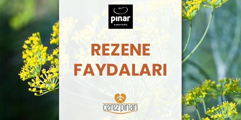 Rezene Faydaları ve Rezene Çayının Faydaları